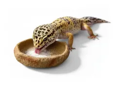 Mała miseczka do terrarium Canyon XS 6 cm – na wodę i pokarm