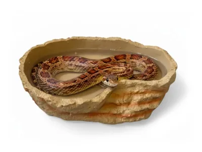 Basen do terrarium XL 26,5x17,5x5cm – duża miska dla węży, jaszczurek i żółwi