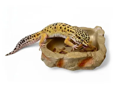 Mała miseczka do terrarium Canyon S 10 cm – na wodę, pokarm czy witaminy