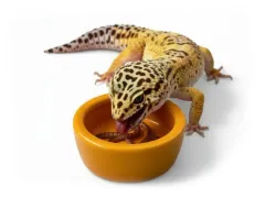 Ceramiczna miska na mącznika z rantem Terra Bowl