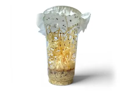 Muszki owocówki nieloty Drosophila hydei – gotowa hodowla muszek