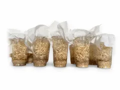 Muszki owocówki nieloty Drosophila hydei – gotowa hodowla muszek 2