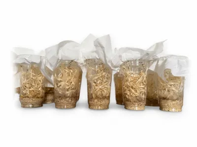 Muszki owocówki nieloty Drosophila hydei – gotowa hodowla muszek