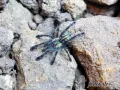 Ybyrapora diversipes L2 (1cm) 85,00 zł