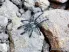 Ybyrapora diversipes L2 (1cm) 85,00 zł