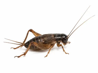 Świerszcze kubańskie 2cm – owady karmowe dla gadów i pająków
