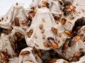 Karaczany tureckie – żywe karaczany karmowe dla gadów i pajęczaków