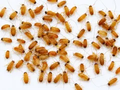 Karaczany tureckie wylęg 3–5 mm – małe karaczany karmowe