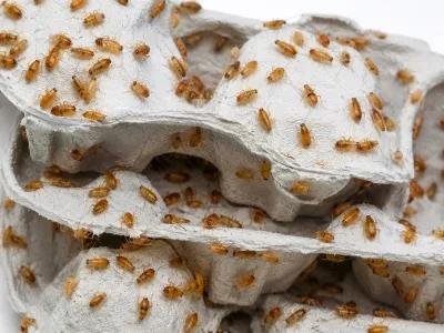 Karaczany tureckie wylęg 3–5 mm – małe karaczany karmowe
