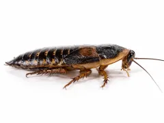 Karaczany argentyńskie Dubia 2-4cm (10szt) – karmówka / pokarm dla gadów i płazów | Jadowite.pl