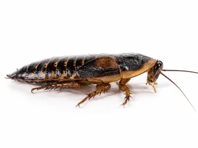 Karaczany argentyńskie Dubia 2-4cm (10szt) – karmówka / pokarm dla gadów i płazów | Jadowite.pl