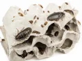 Karaczany argentyńskie Dubia 2-4cm (10szt) – karmówka / pokarm dla gadów i płazów | Jadowite.pl