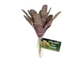 Sztuczna bromelia do terrarium CHESTNUT BROMELIAD 27cm ZooMed