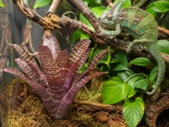 Sztuczna bromelia do terrarium CHESTNUT BROMELIAD 27cm ZooMed 2
