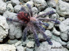Ybyrapora diversipes L2 (1cm) 85,00 zł