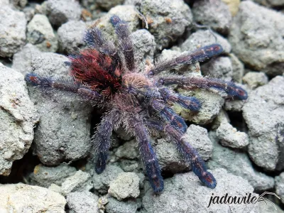 Ybyrapora diversipes L2 (1cm) 85,00 zł