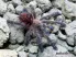 Ybyrapora diversipes L2 (1cm) 85,00 zł