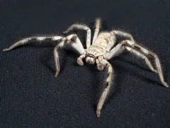 Holconia murrayensis – pająk właściwy spachaczowaty