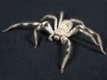 Holconia murrayensis – pająk właściwy spachaczowaty