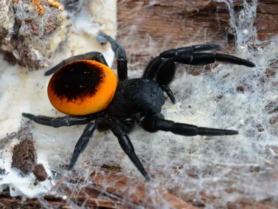 Eresus walckenaeri – pająk właściwy do terrarium