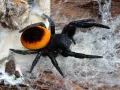 Eresus walckenaeri – pająk właściwy do terrarium