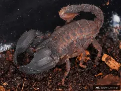 Chaerilus sp. Lale – mały skorpion do terrarium
