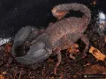 Chaerilus sp. Lale – mały skorpion do terrarium