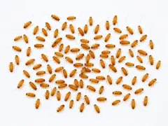 Karaczany tureckie wylęg 3–5 mm – małe karaczany karmowe