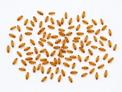 Karaczany tureckie wylęg 3–5 mm – małe karaczany karmowe