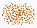 Karaczany tureckie wylęg 3–5 mm – małe karaczany karmowe