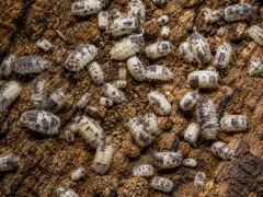 Porcellio laevis Dairy Cow – ekipa sprzątająca do terrarium