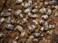 Porcellio laevis Dairy Cow – ekipa sprzątająca do terrarium