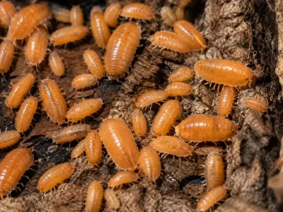 Porcellio laevis Orange – pomarańczowe isopody do terrarium