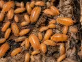 Porcellio laevis Orange – pomarańczowe isopody do terrarium