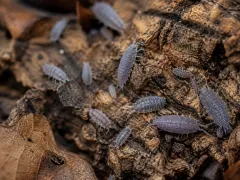 Porcellionides pruinosus Powder Blue – niebieskie isopody