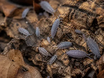 Porcellionides pruinosus Powder Blue – niebieskie isopody
