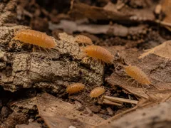 Porcellionides pruinosus Powder Orange – pomarańczowe isopody
