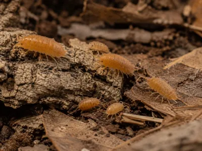 Porcellionides pruinosus Powder Orange – pomarańczowe isopody