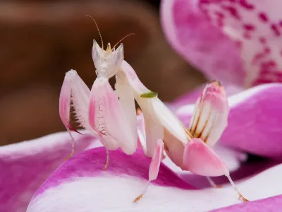Modliszka storczykowa - Hymenopus coronatus orchid mantis