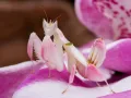 Modliszka storczykowa - Hymenopus coronatus orchid mantis