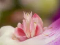 Modliszka storczykowa - Hymenopus coronatus orchid mantis