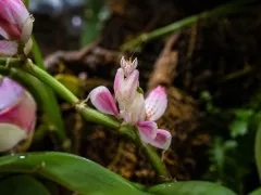 Modliszka storczykowa - Hymenopus coronatus orchid mantis