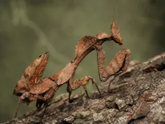 Modliszka liść Deroplatys desiccata - sklep z modliszkami