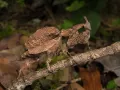 Modliszka liść Deroplatys desiccata - sklep z modliszkami