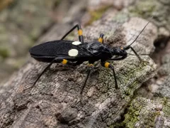 Platymeris biguttatus – pluskwiak dwuplamy | Sklep terrarystyczny