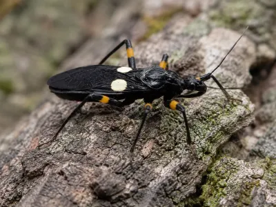 Platymeris biguttatus – pluskwiak dwuplamy | Sklep terrarystyczny