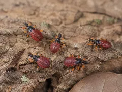 Platymeris biguttatus – pluskwiak dwuplamy | Sklep terrarystyczny 2