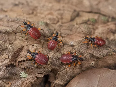 Platymeris biguttatus – pluskwiak dwuplamy | Sklep terrarystyczny