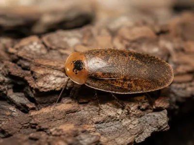 Archimandrita tessellata – karaczany ozdobne 5 szt.