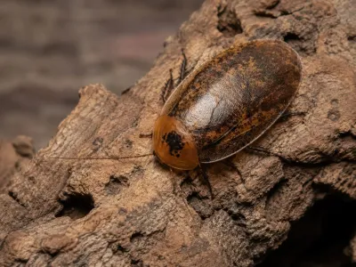 Archimandrita tessellata – karaczany ozdobne 5 szt.